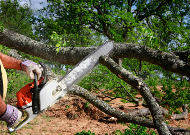 How Our Tree Care Process Works  in  San Miguel, CA